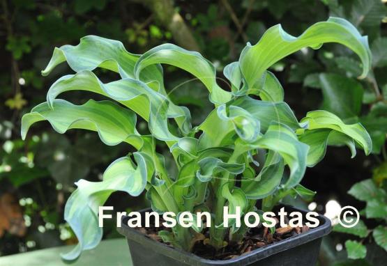 Hosta Gravity Rocks